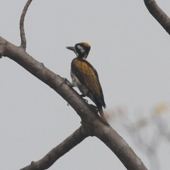 Chrysocolaptes festivus