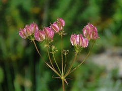 Laserpitium peucedanoides
