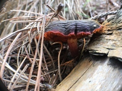 Gymnopilus purpuratus