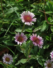 Erigeron glabratus
