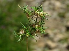 Poa alpina vivipara
