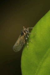 Javesella pellucida