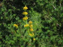 Gentiana lutea symphyandra