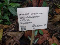 Verschaffeltia splendida