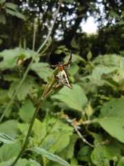 Micrathena rubicundula