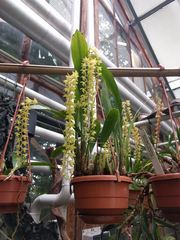 Dendrochilum