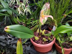 Bulbophyllum auriflorum