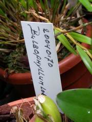 Bulbophyllum auriflorum
