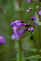 Penstemon tenuis
