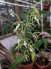 Prosthechea brassavolae