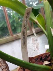 Prosthechea brassavolae