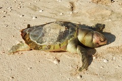 Lepidochelys kempii