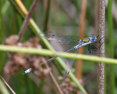 Lestes sponsa