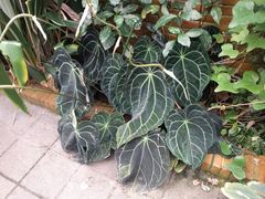 Anthurium crystallinum