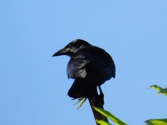 Corvus nasicus