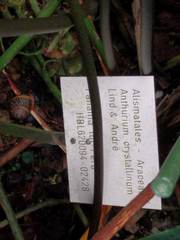 Anthurium crystallinum