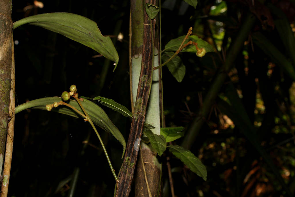 Uvaria griffithii