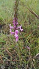 Striga bilabiata bilabiata