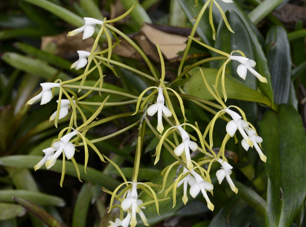 Epidendrum leucochilum