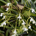 Epidendrum leucochilum - Photo (c) Alejandro Lopez, some rights reserved (CC BY-NC-SA), uploaded by Alejandro Lopez