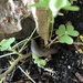 photo of Meadow Slug (Deroceras laeve)