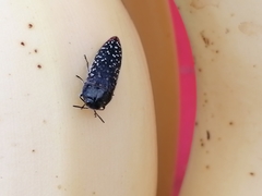 Acmaeodera haemorrhoa