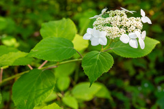 Hydrangea radiata