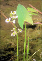 Sagittaria cuneata