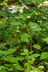 Hydrangea radiata
