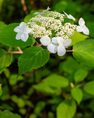 Hydrangea radiata