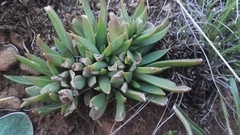 Delosperma carolinense