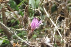 Centaurea aristata