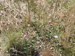 Centaurea aristata