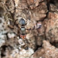 Herina lugubris
