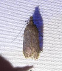 Dichomeris ventrellus