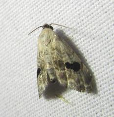 Abablemma duomaculata