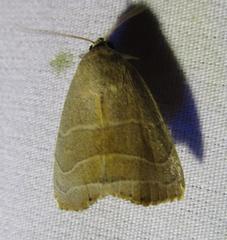 Bagisara rectifascia