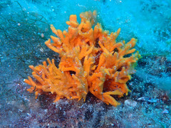 Endectyon delaubenfelsi