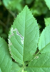 Stigmella rosaefoliella