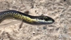 Dispholidus typus typus