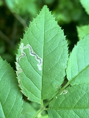 Stigmella rosaefoliella