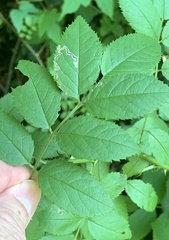 Stigmella rosaefoliella