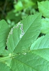 Stigmella rosaefoliella