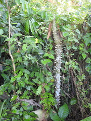 Zanthoxylum martinicense