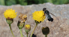 Exechohypopion leucomallum