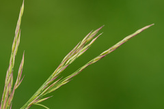 Calamagrostis varia