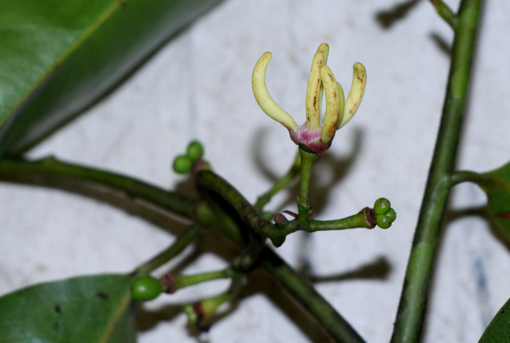 Artabotrys suaveolens (Artabotrys suaveolens)