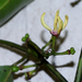 Narrow-Petaled Green Champa - Photo (c) loupok, some rights reserved (CC BY-NC-ND)