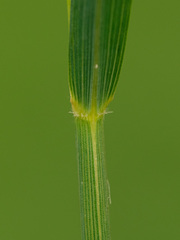 Calamagrostis varia