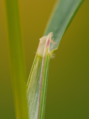 Calamagrostis varia